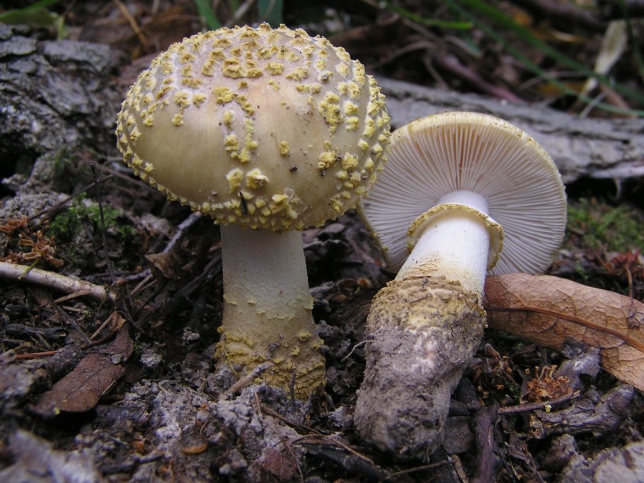 Грибы Аманита Мускария