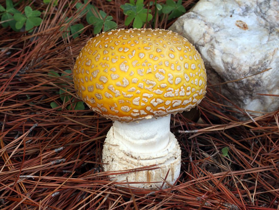 Гриб Amanita gemmata