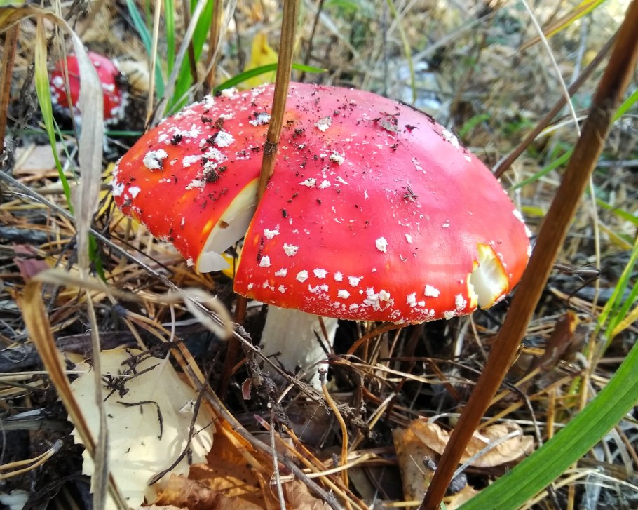 Мухомор оранжевый