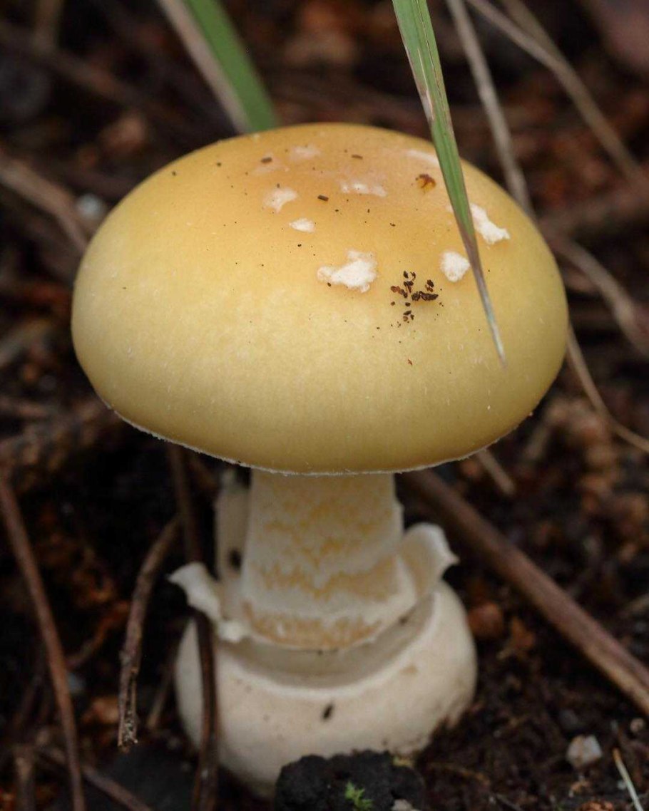 Мухомор ярко-жёлтый