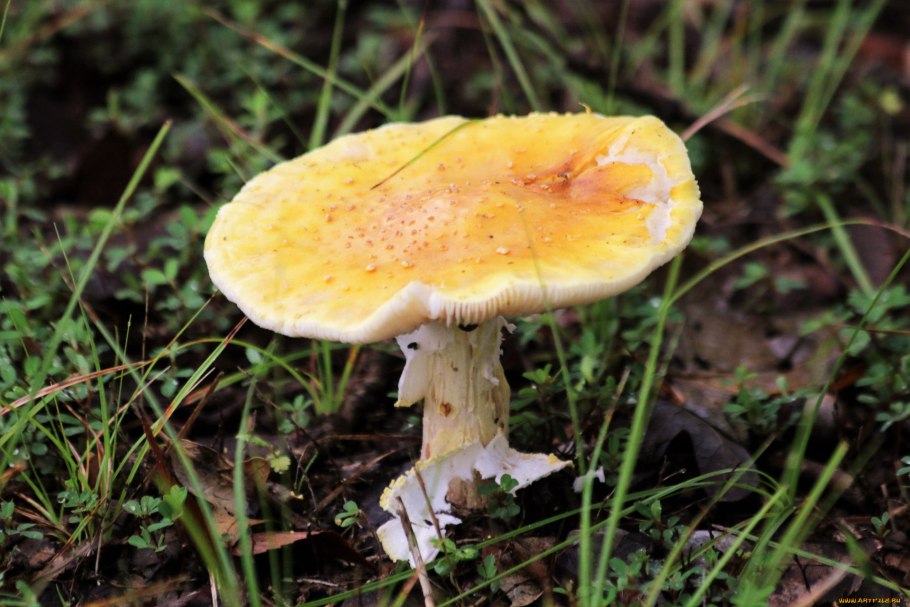 Гриб Amanita gemmata