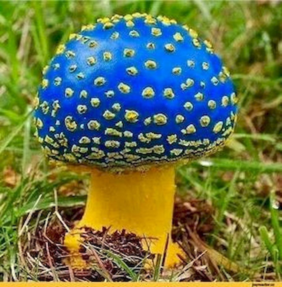 Мухомор ярко-жёлтый