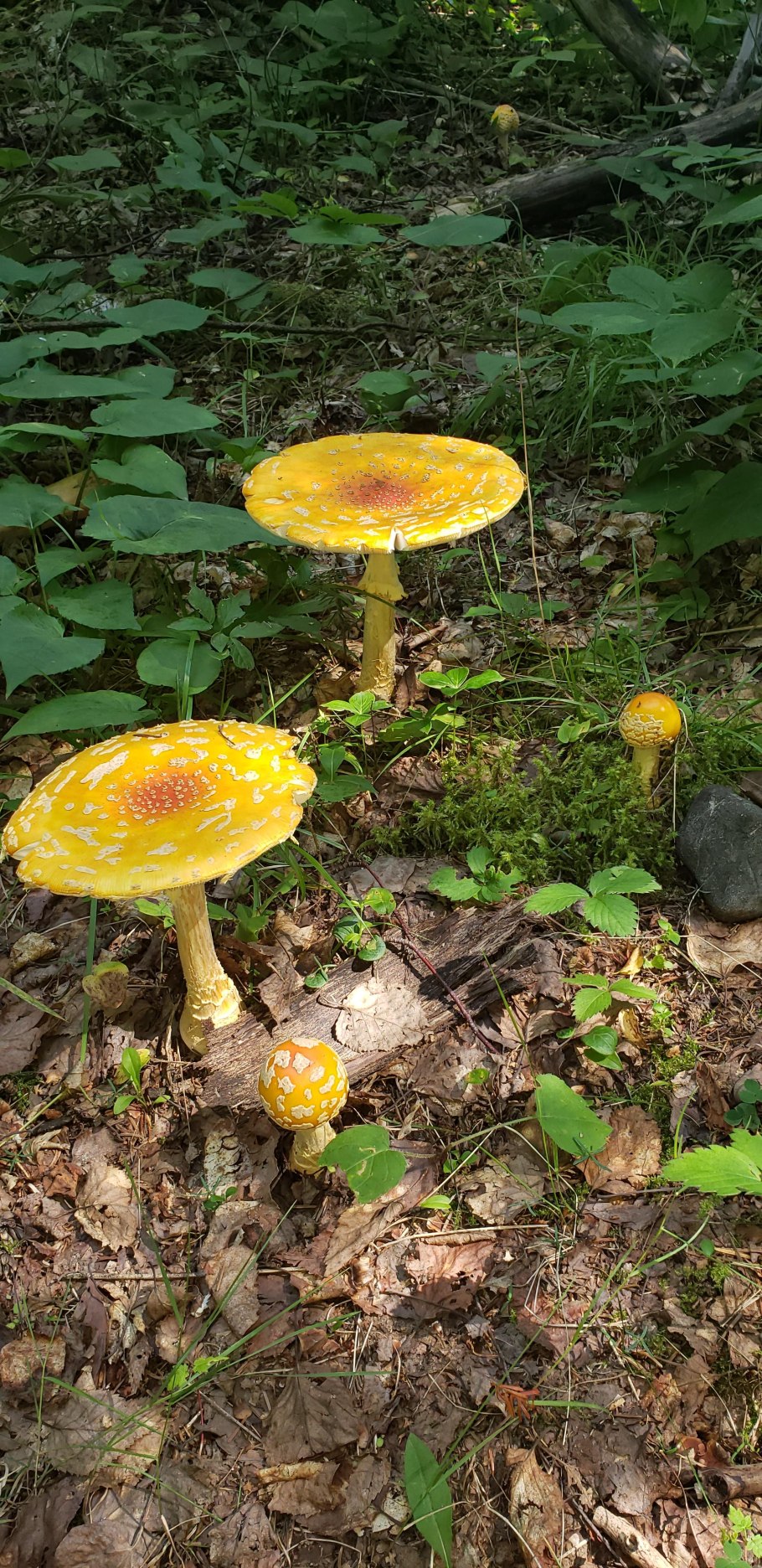 Мухомор ярко-жёлтый