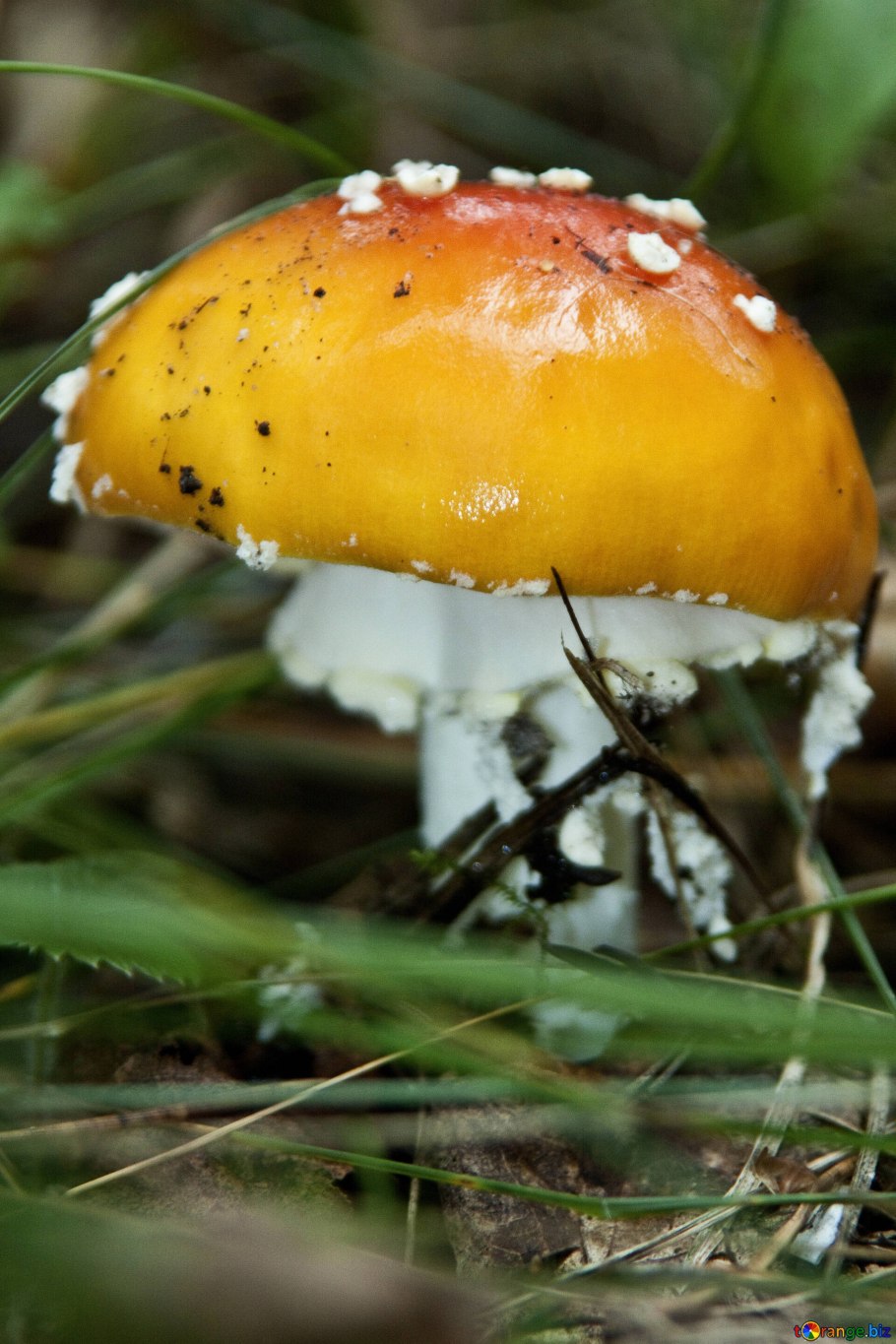 Мухомор ярко-жёлтый