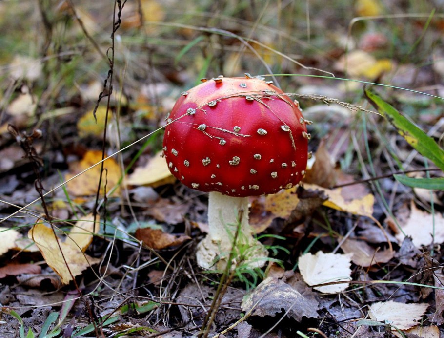 Мухомор ярко-жёлтый