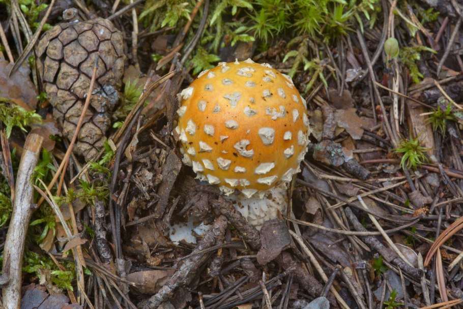 Мухомор жемчужный Amanita junquillea