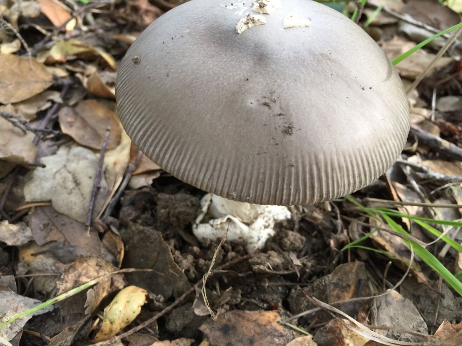 Поплавушки грибы