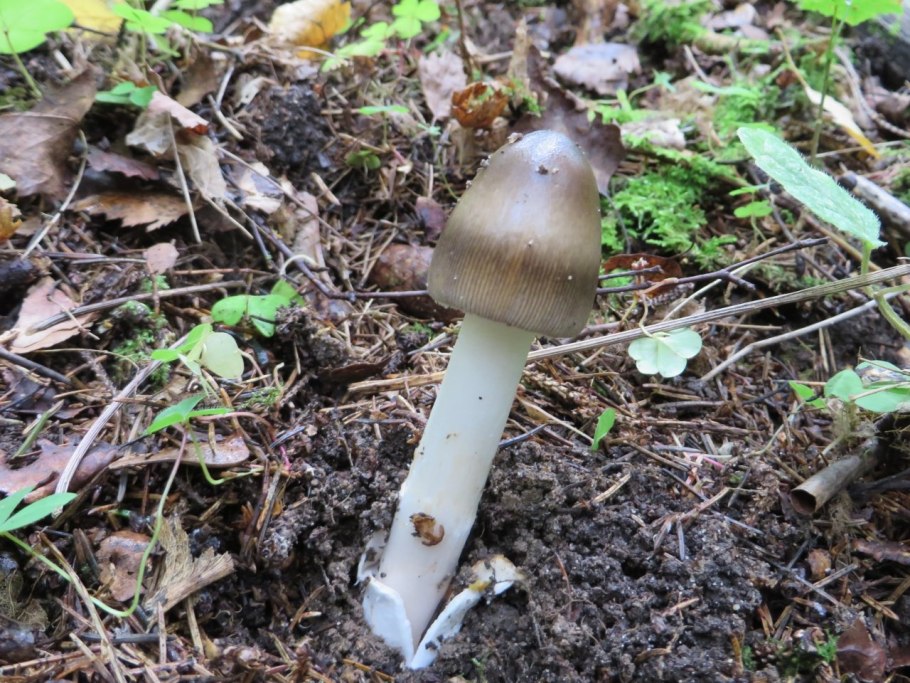 Поплавок серый (Amanita vaginata)