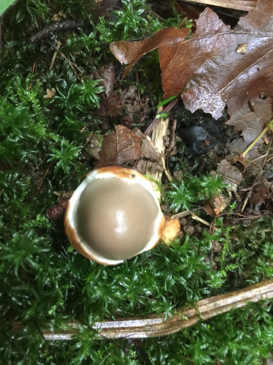 Мухомор с плоской шляпкой