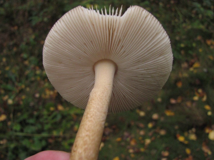 Поплавок серый (Amanita vaginata)