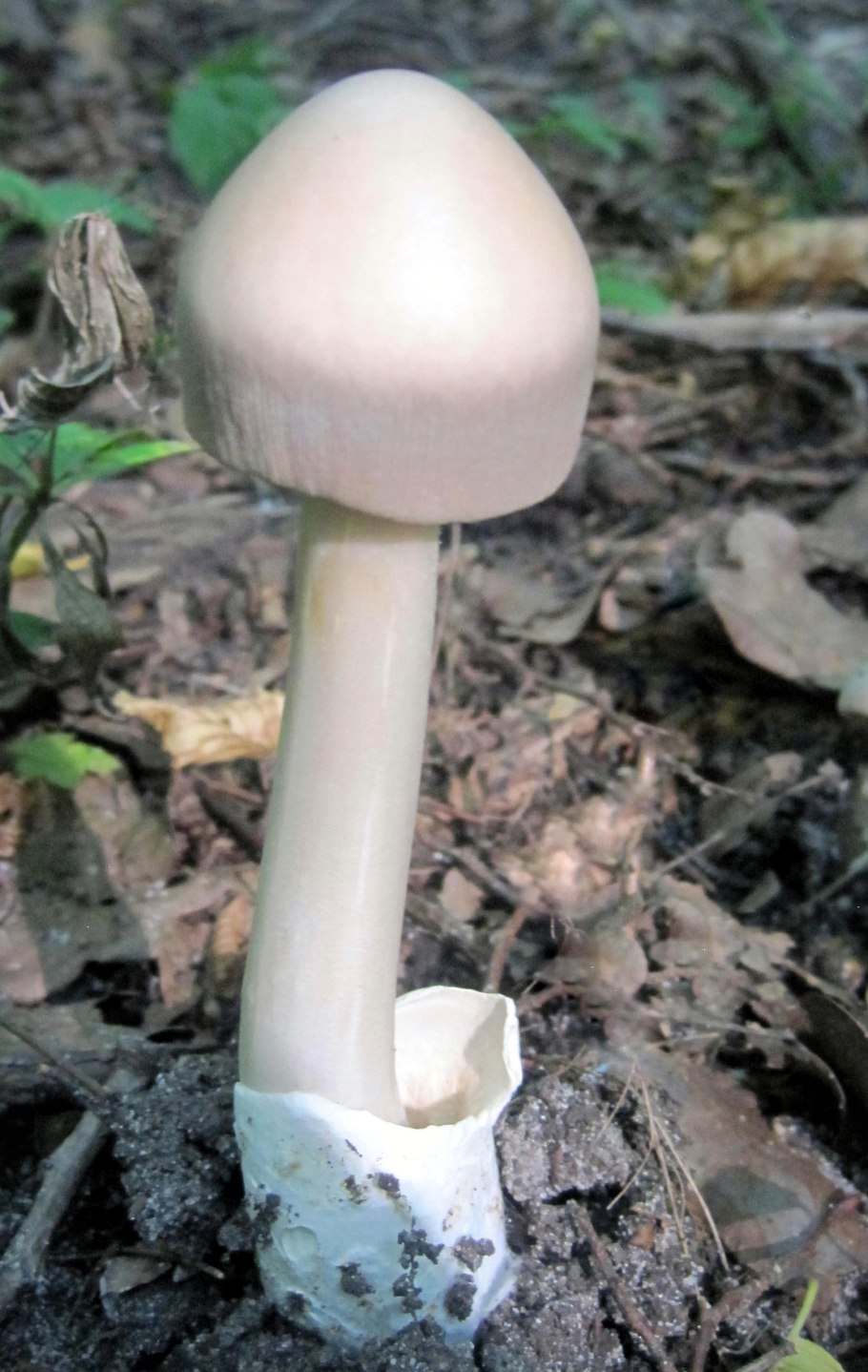 Поплавок чёрный (Amanita pachycolea)