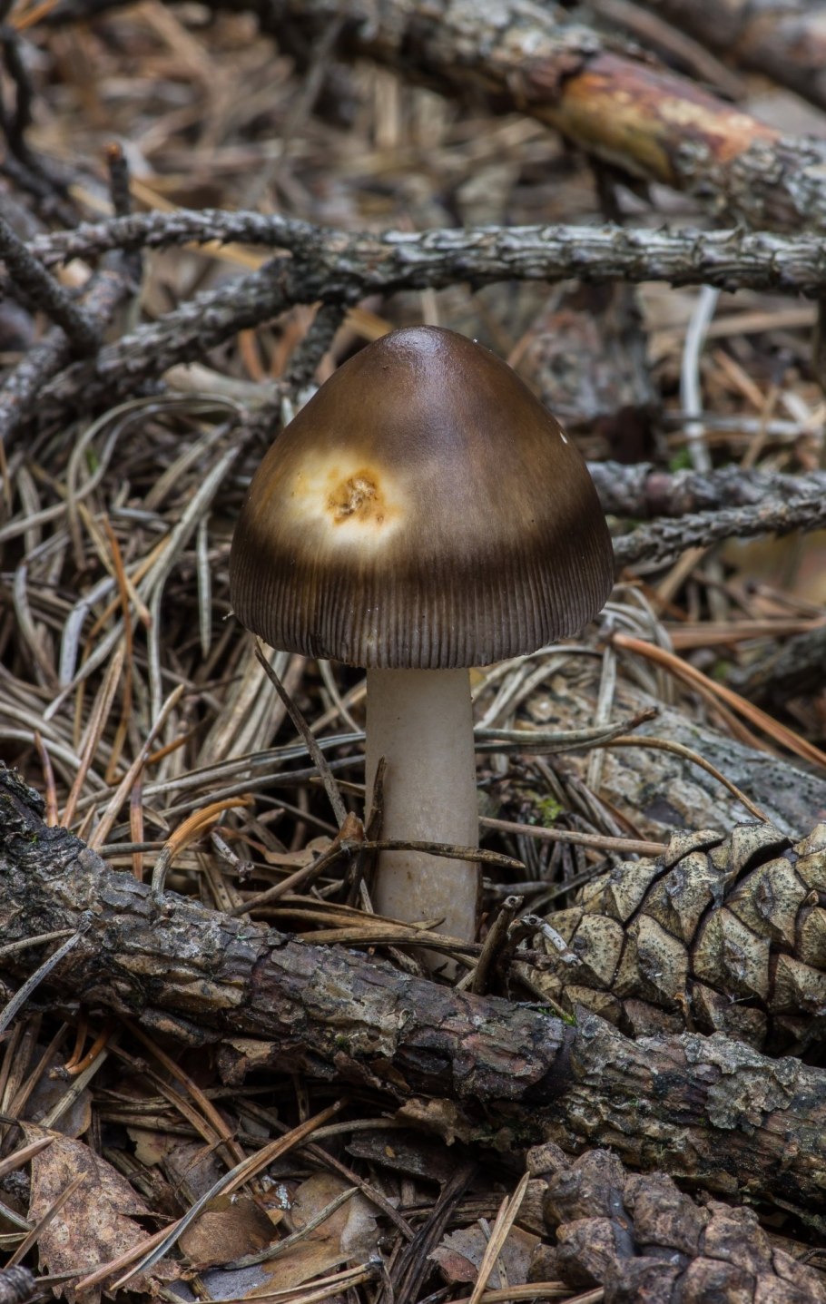 Грибы длинные тонкие