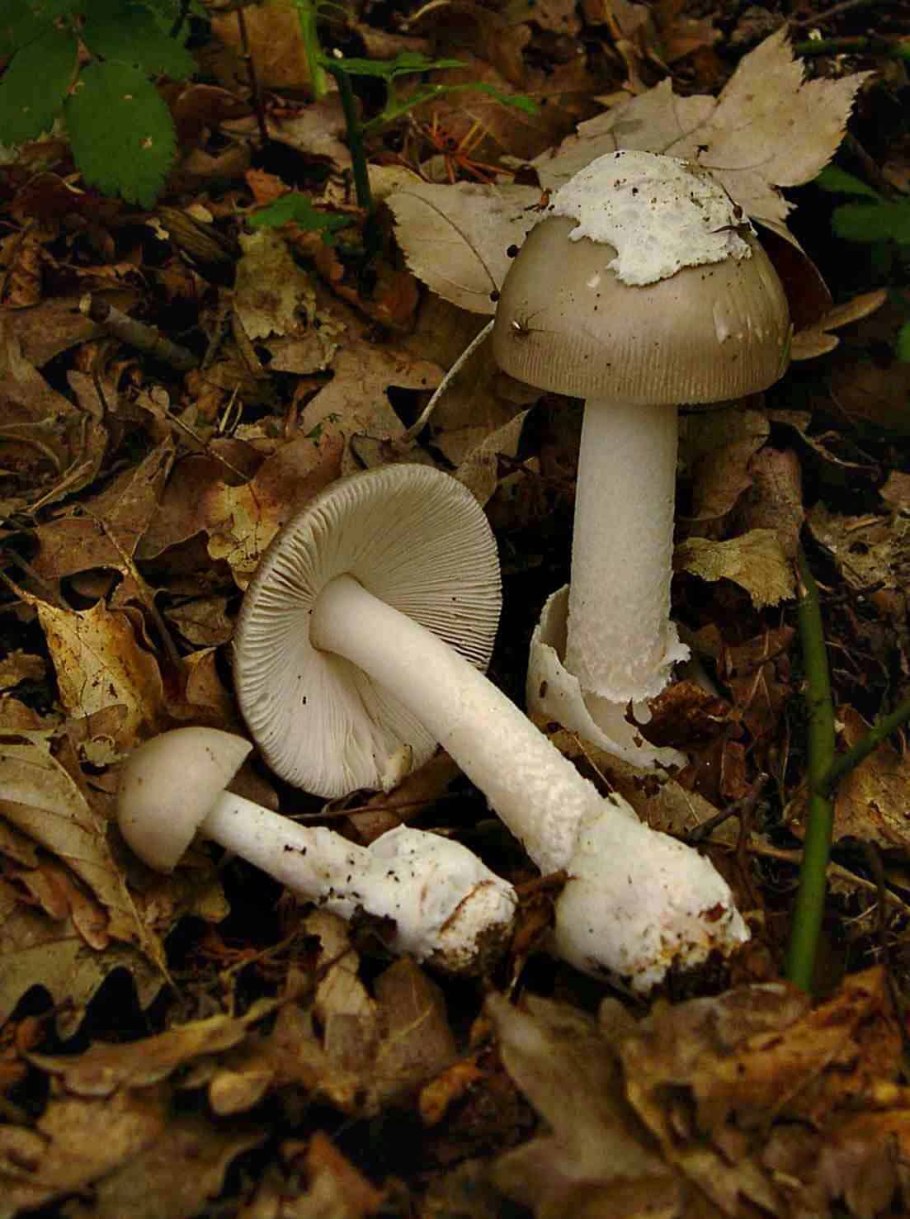 Поплавок белый Amanita Alba