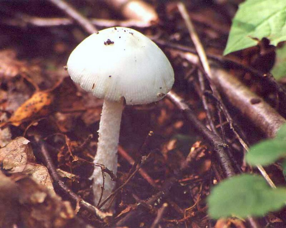 Поплавок серый (Amanita vaginata)