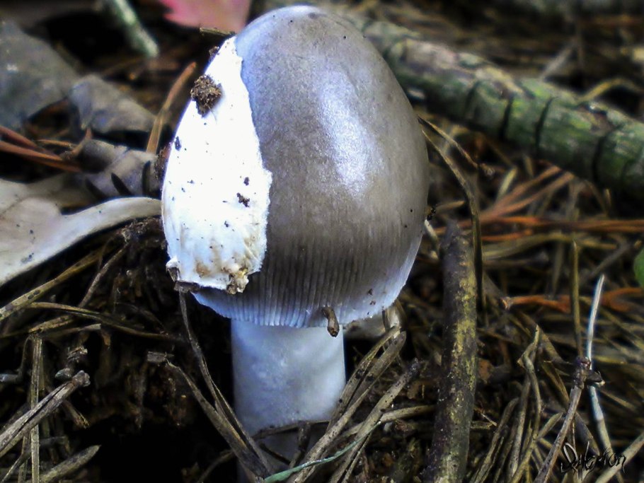 Поплавок серый (Amanita vaginata)