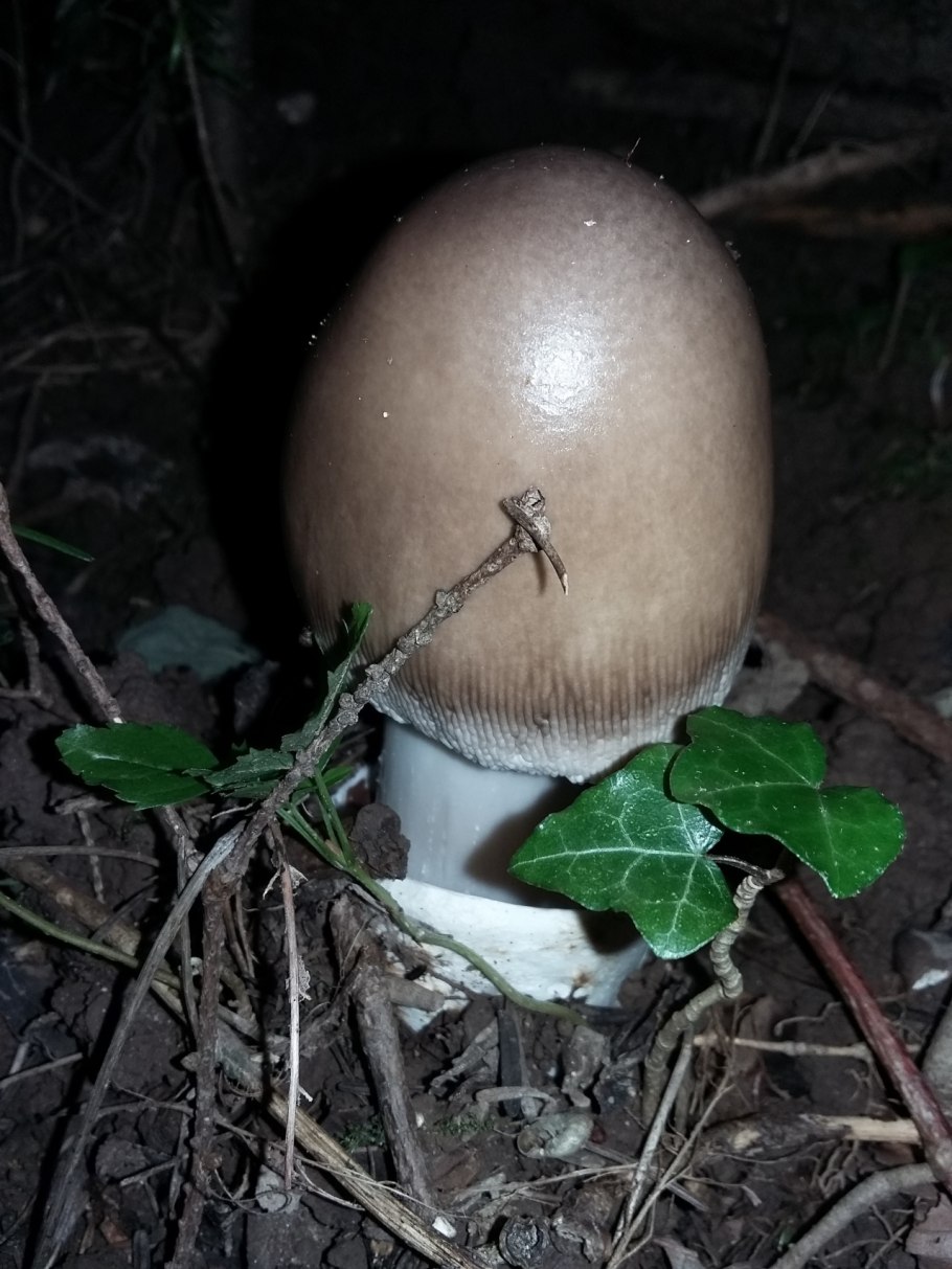 Гриб Аманита вагината фото