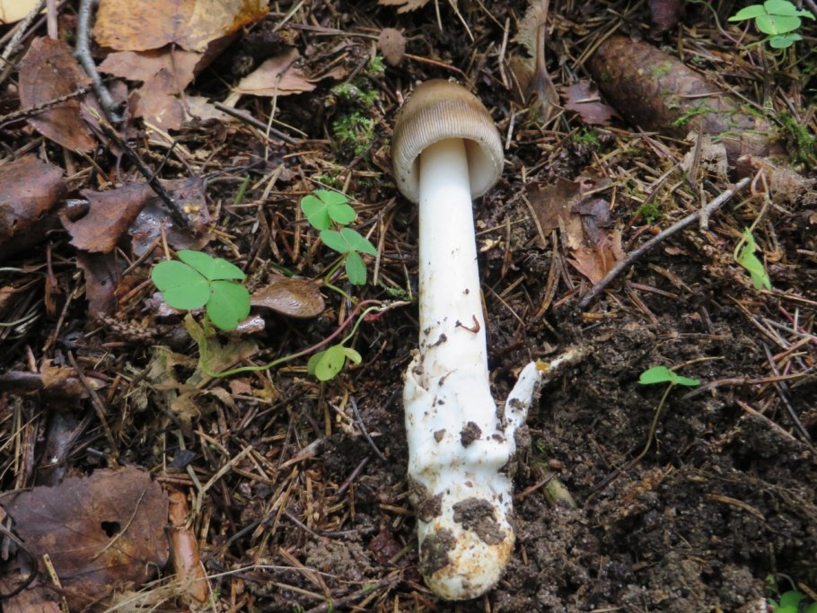 Поплавок чёрный (Amanita pachycolea)