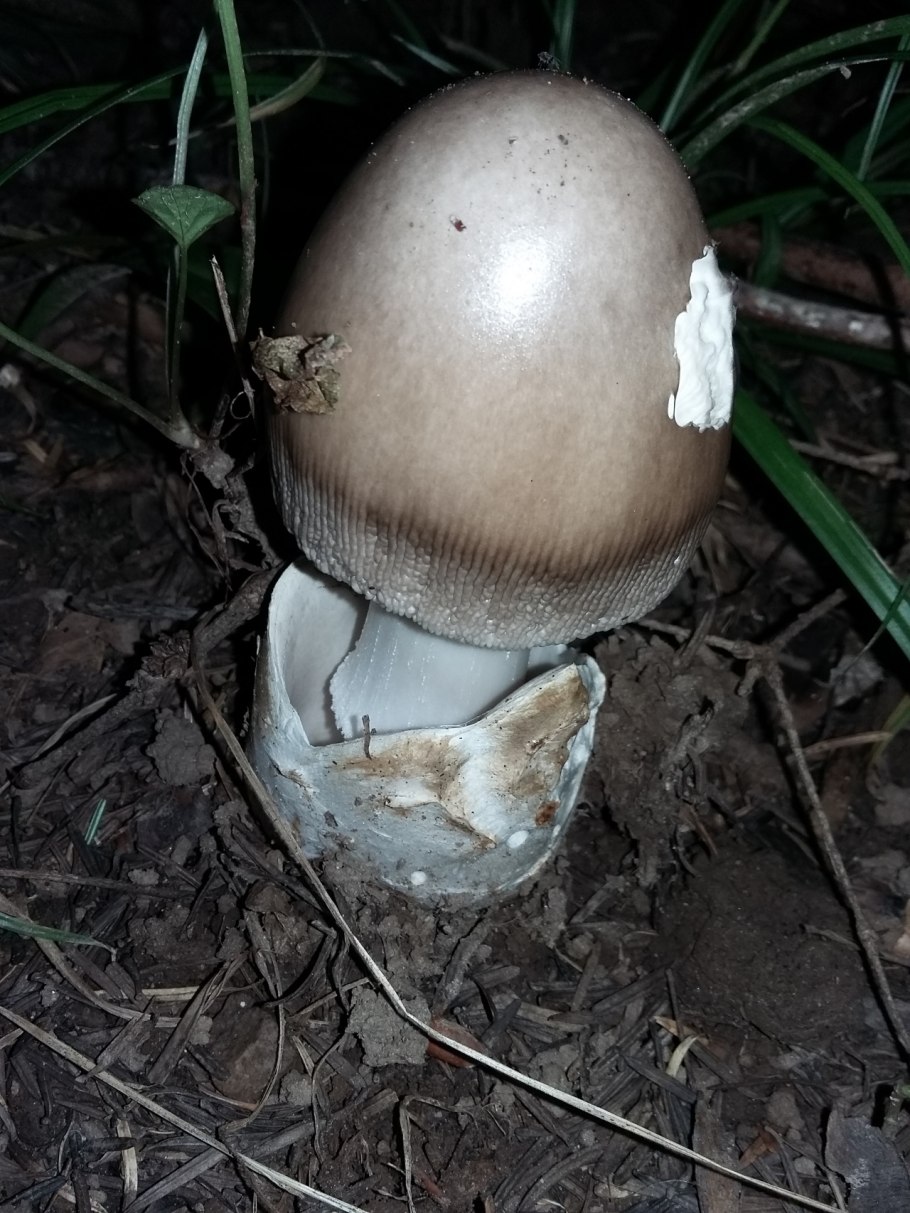 Поплавок серый съедобность