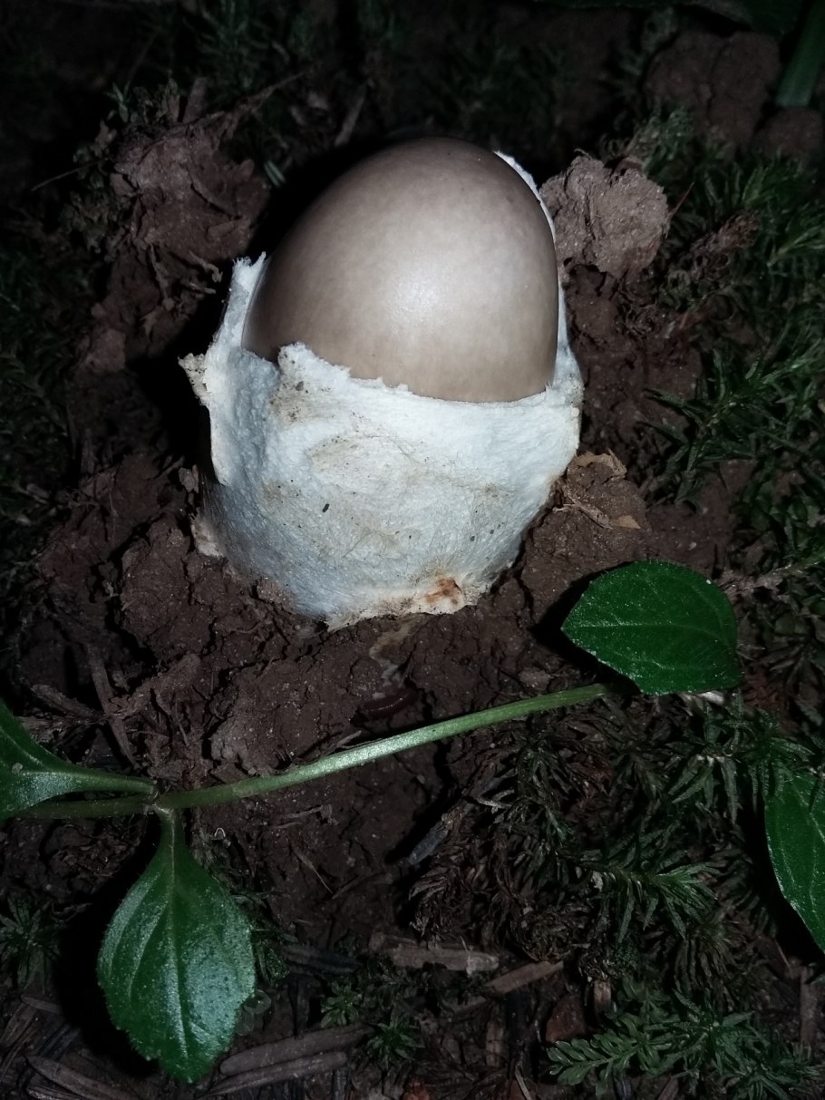 Amanitopsis vaginata