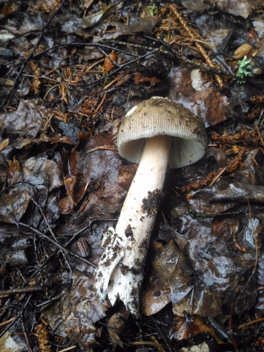 Гриб-поплавок серый съедобный