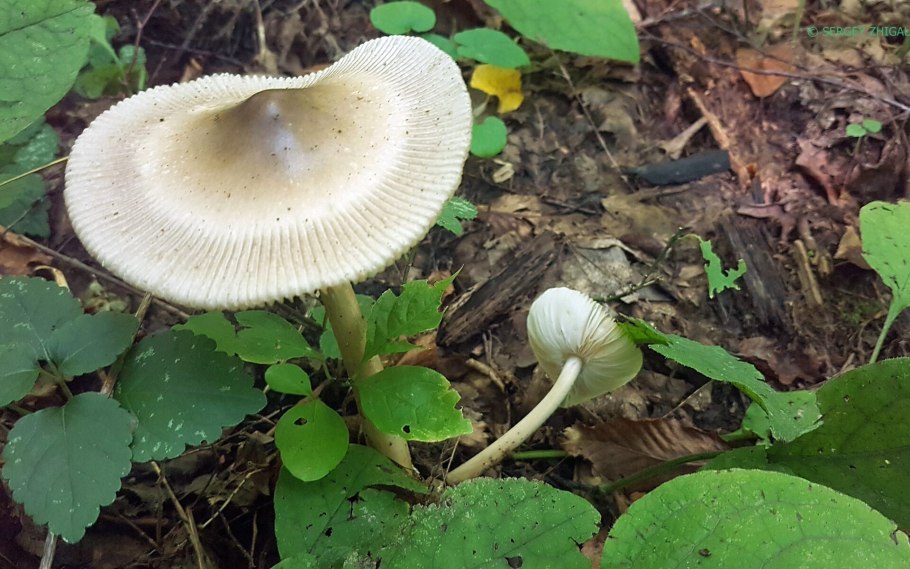 Поплавок белый Amanita Alba