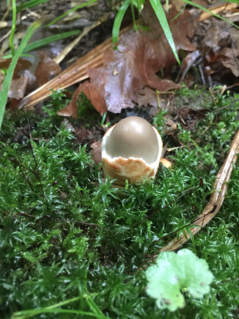 Поплавок серый (Amanita vaginata)