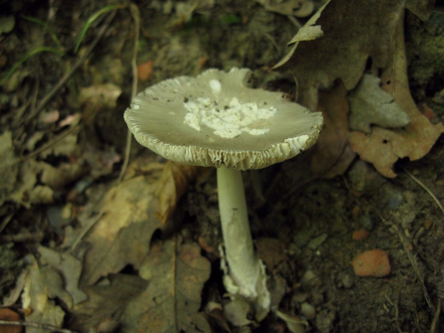 Гриб поплавок съедобный