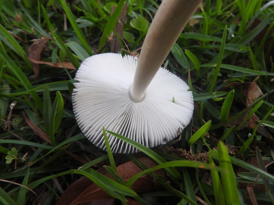 Грибы пластинчатые поганки