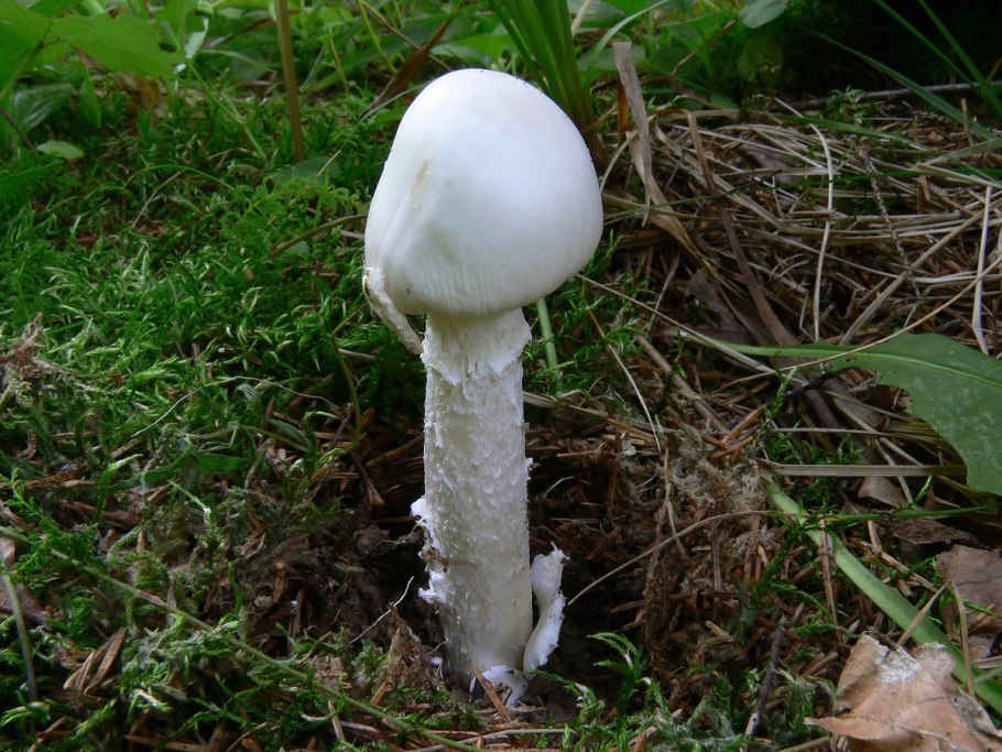 Поплавок белый Amanita Alba