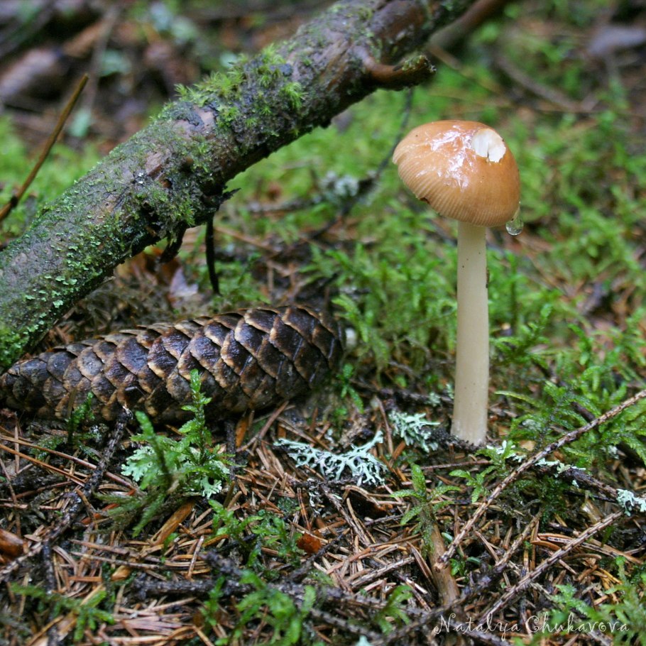 Поплавок жёлто коричневый amanita fulva