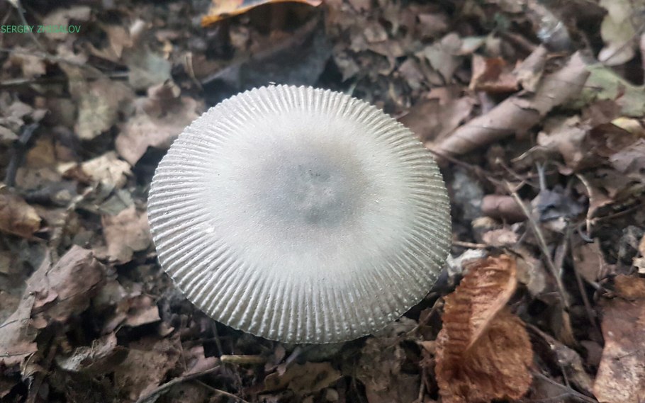 Amanitopsis vaginata