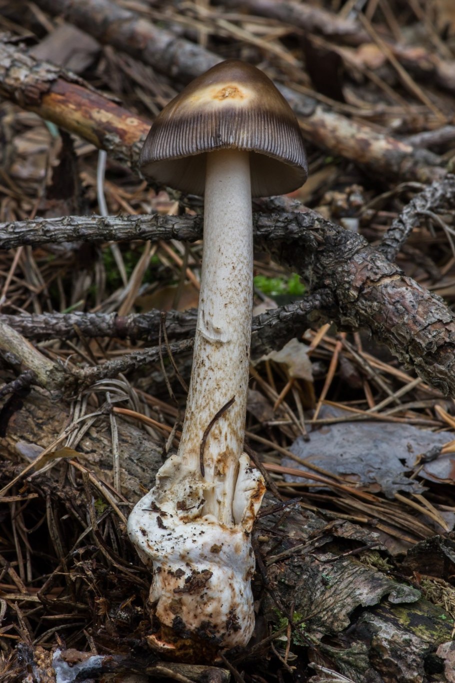 Толкачики грибы