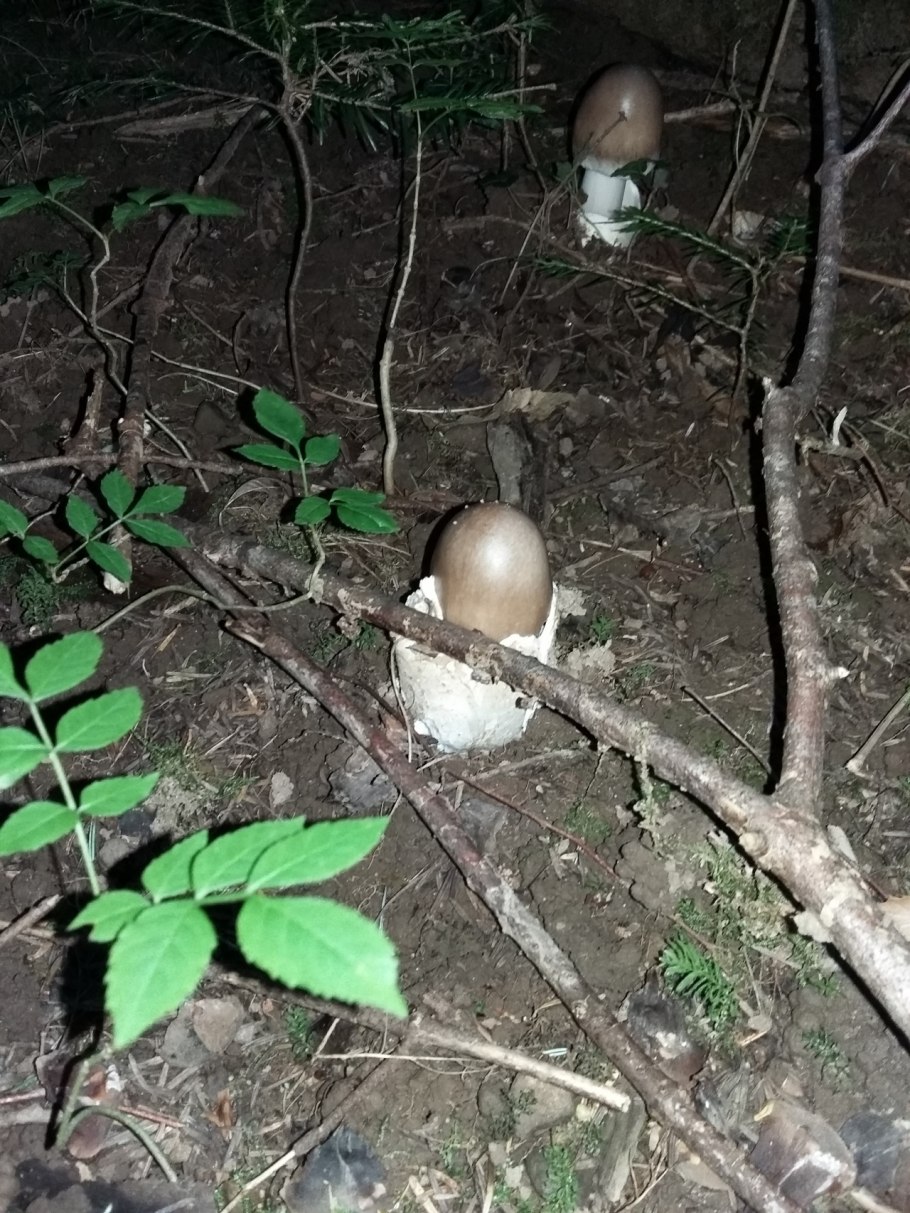 Поплавок шафрановый гриб съедобный