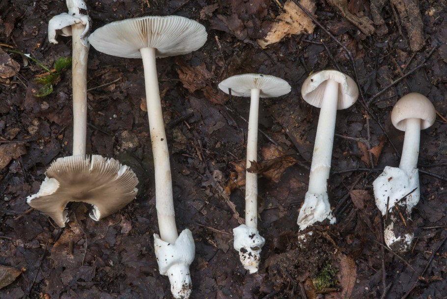 Поплавок перепончатый гриб