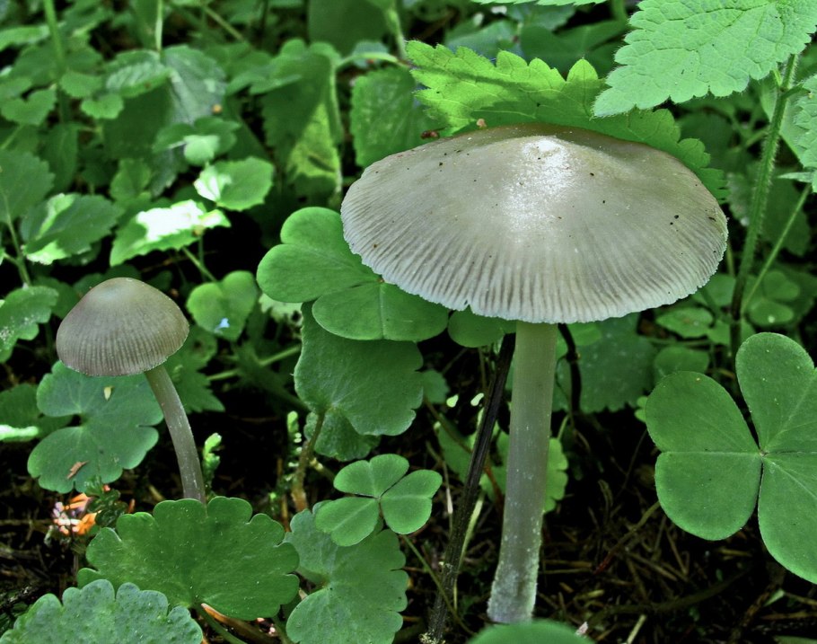 Вольвариелла Паразитный фото