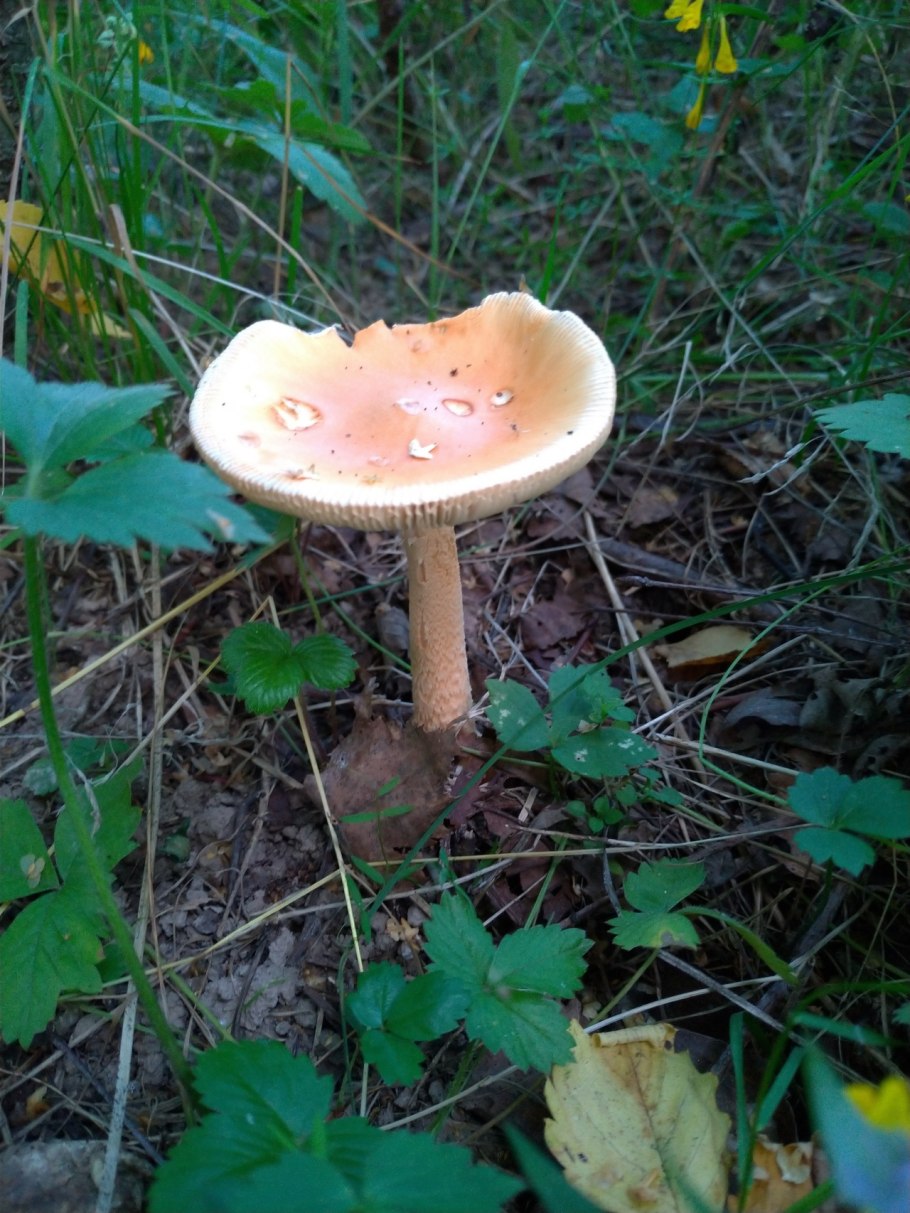 Поплавок шафранный гриб