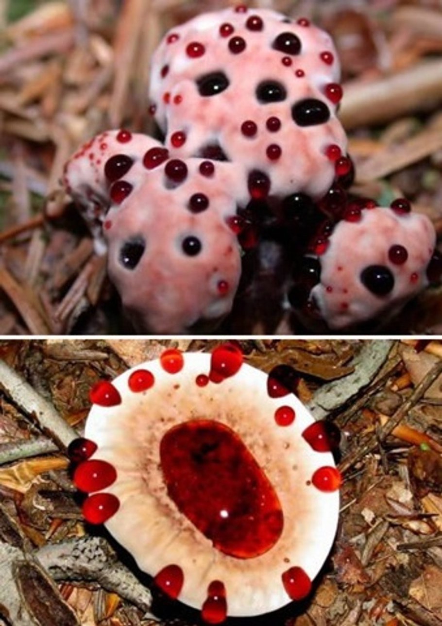 Самый ядовитый гриб. Кровоточащий гриб (Hydnellum peckii). Гиднеллум ПЕКА (Кровавый зуб). Гиднеллум Дьявольский.