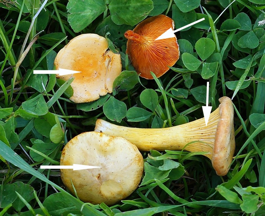 Лже лисички грибы