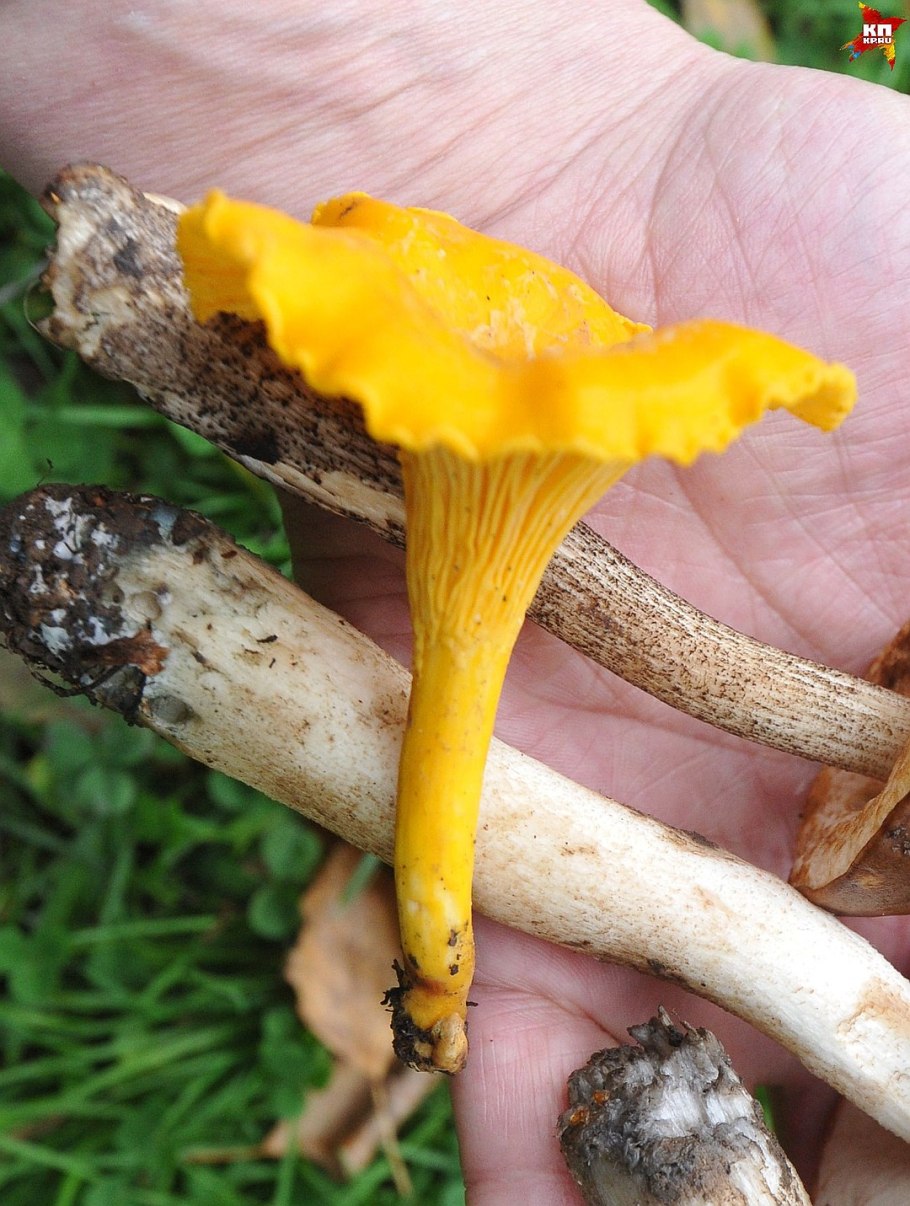 Лисичка желтая (Cantharellus cibarius)