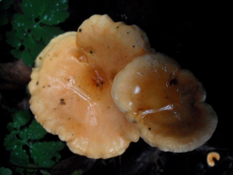 Гриб ложная лисичка