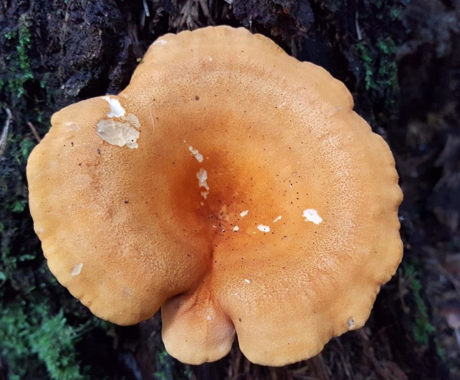 Лисичка желтая (Cantharellus cibarius)