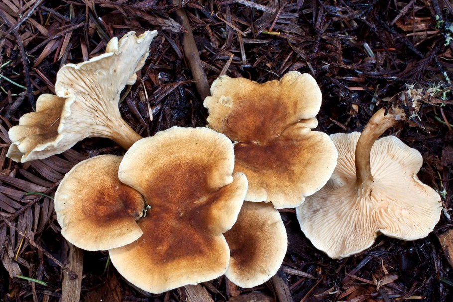 Ложная Лисичка гриб