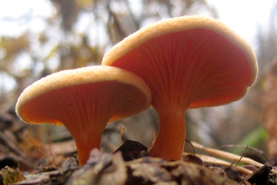 Hygrophoropsis aurantiaca