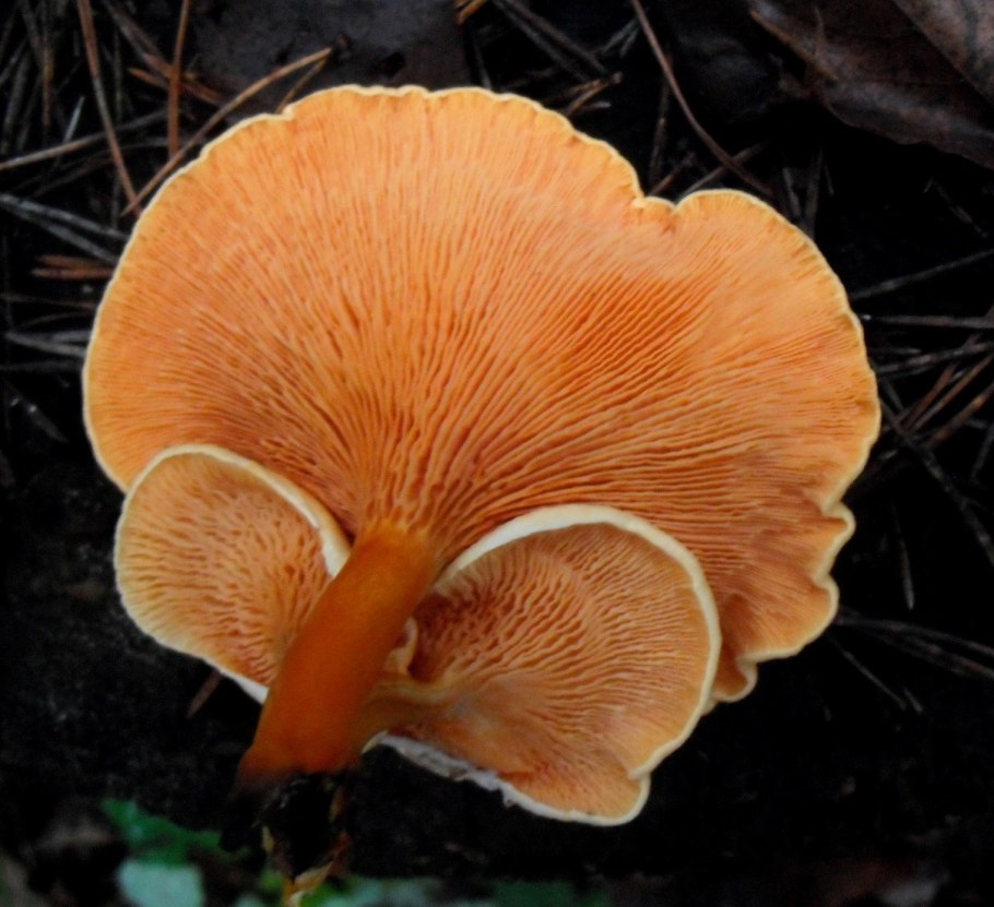 Лже Лисичка