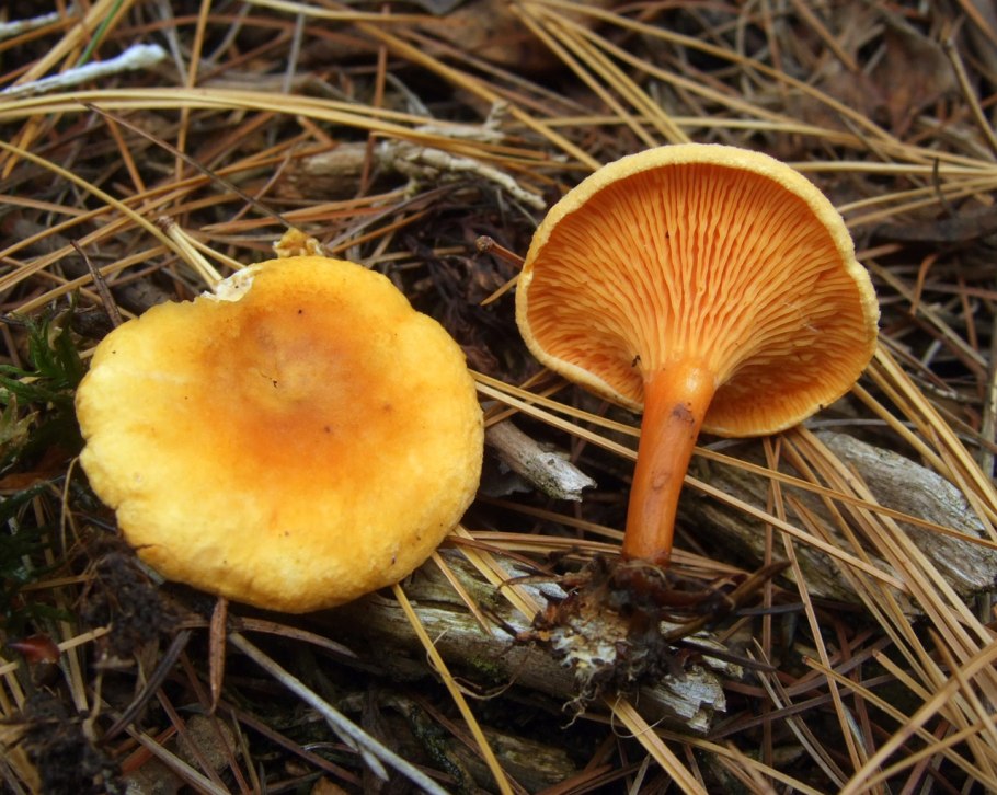 Лисичка ложная Hygrophoropsis aurantiaca