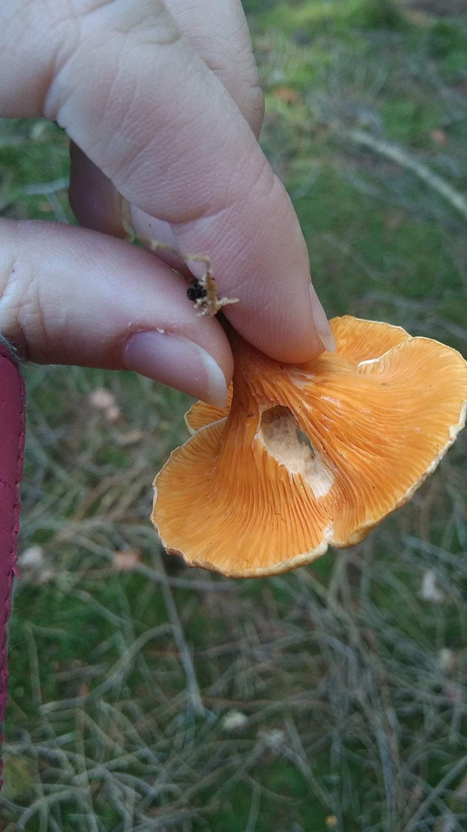 Липовая Лисичка