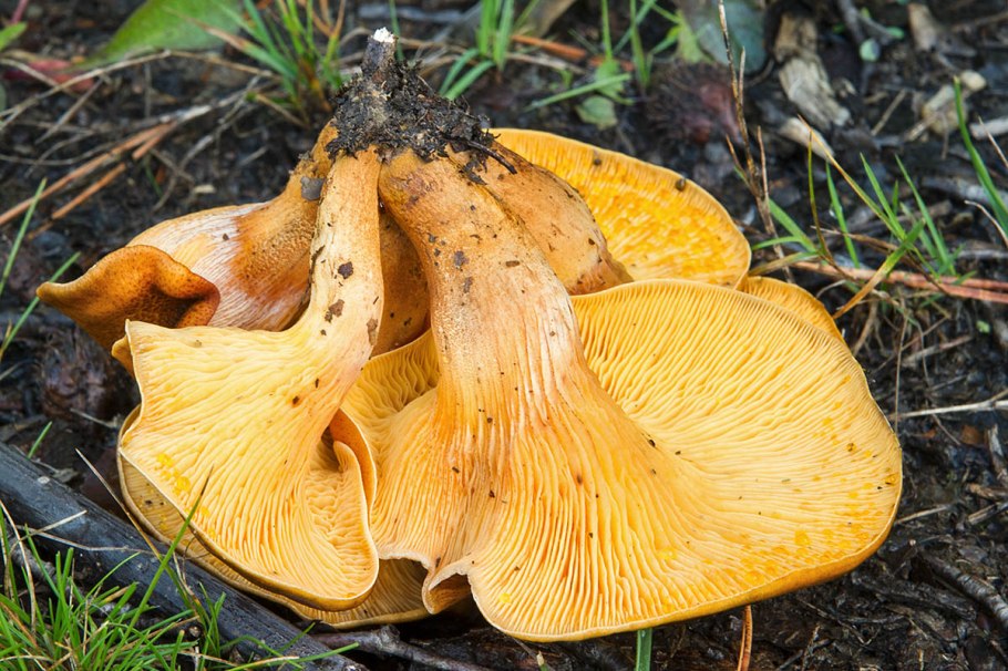 Говорушка оранжевая ложная Лисичка