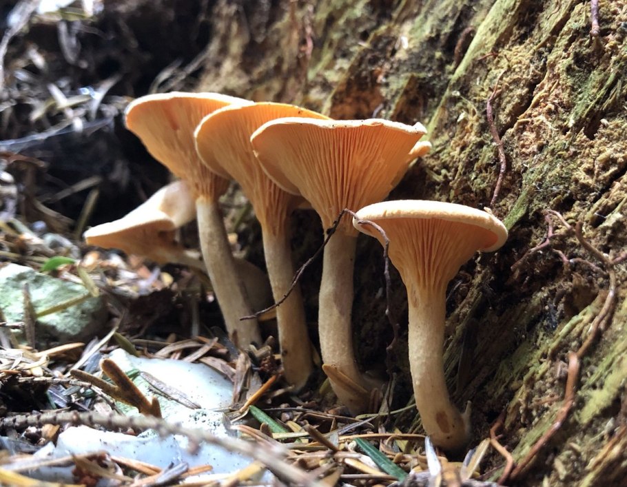 Говорушка оранжевая ложная Лисичка