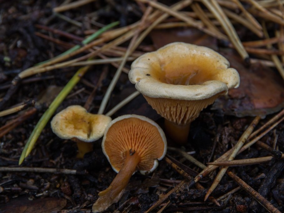 Ложная Лисичка описание