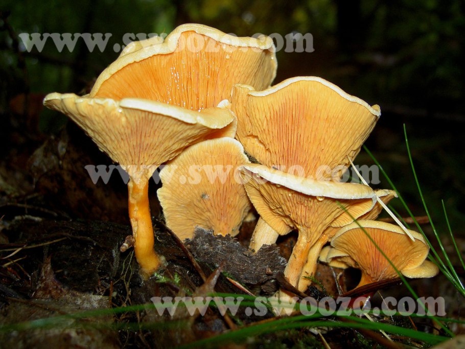 Лже лисички грибы